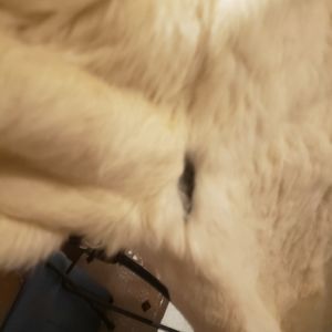 Fur Coats Fox and Mink